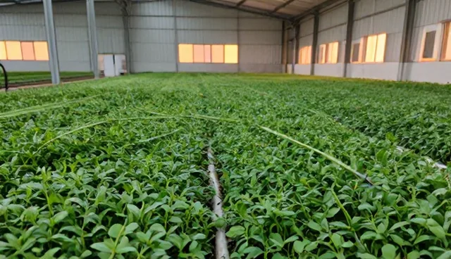 食叶草种苗：性能与适用条件的分析