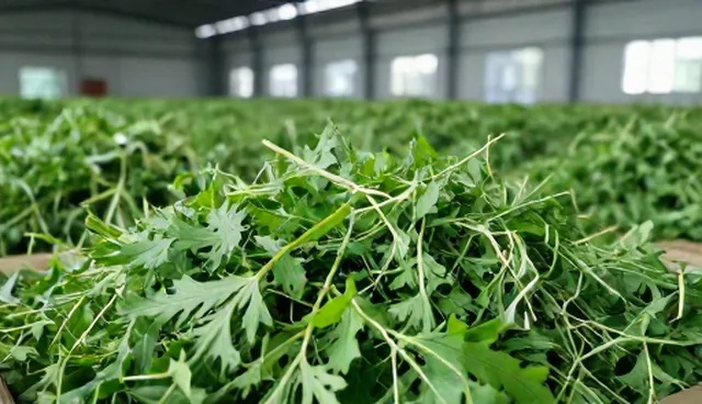 农产品收购中的限制条件比较：性能与适用条件取舍