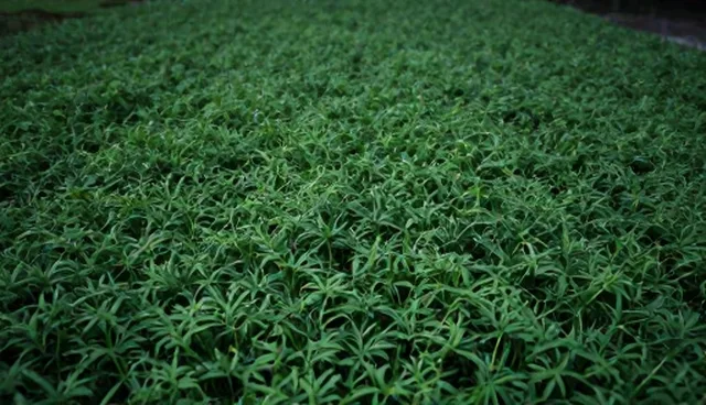 种植食叶草，正确种苗选择与维护的取舍分析