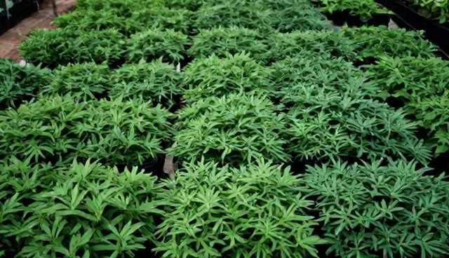 食叶草种苗种植常见误区及正确理解